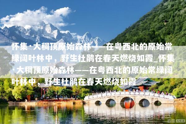 怀集·大稠顶原始森林——在粤西北的原始常绿阔叶林中，野生杜鹃在春天燃烧如霞_怀集·大稠顶原始森林——在粤西北的原始常绿阔叶林中，野生杜鹃在春天燃烧如霞
