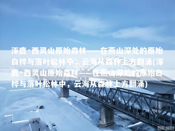 涿鹿·西灵山原始森林——在燕山深处的原始白桦与落叶松林中，云海从森林上方翻涌(涿鹿·西灵山原始森林——在燕山深处的原始白桦与落叶松林中，云海从森林上方翻涌)